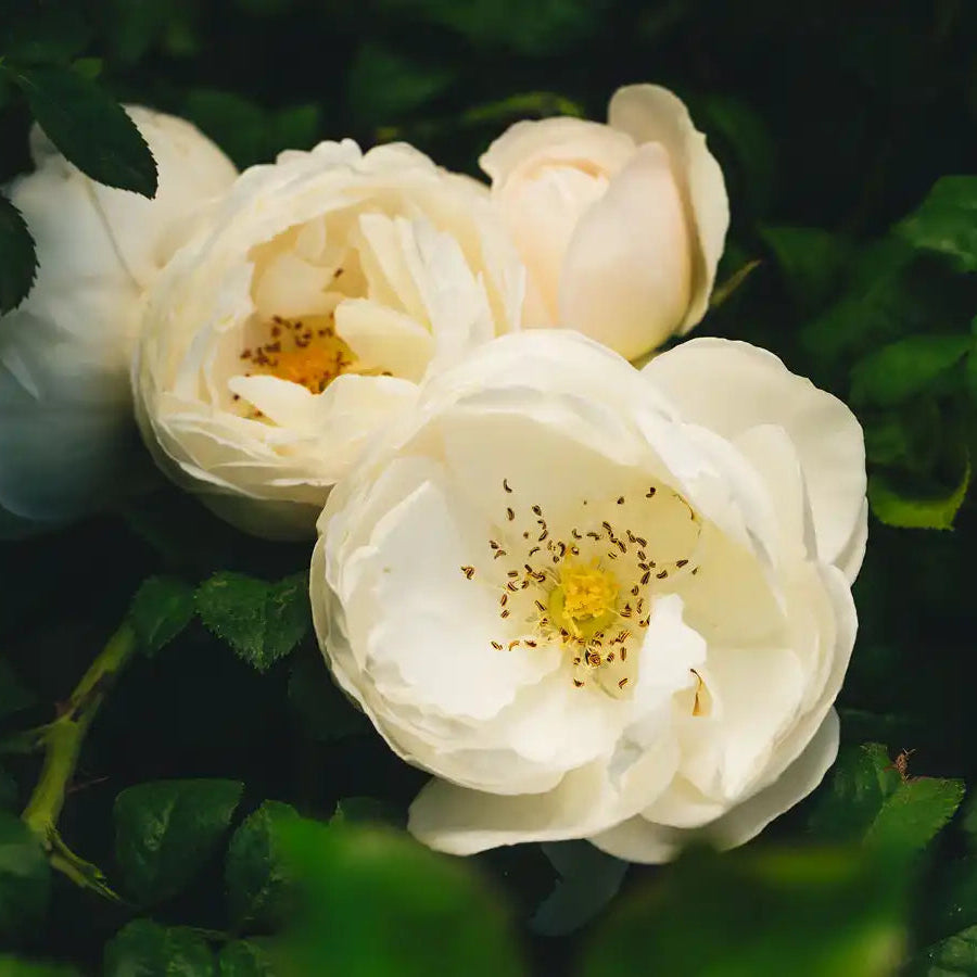 Rose - Royal Viking