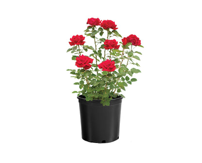 Rose - Ruby Red