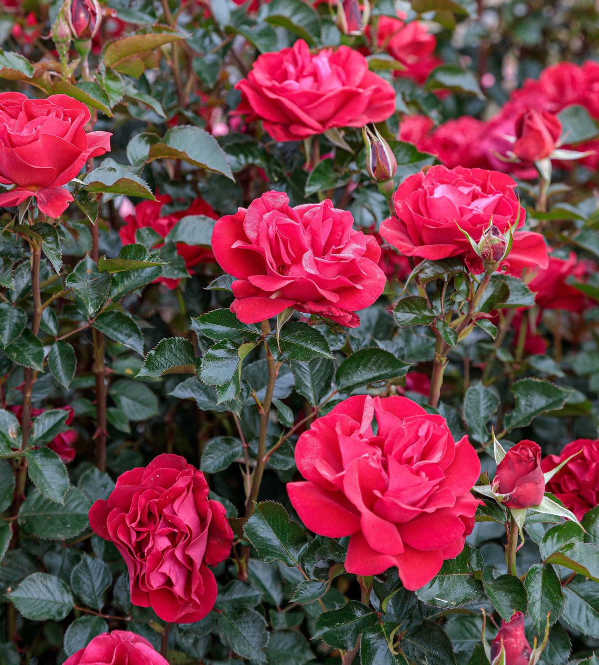 Rose - Ruby Red
