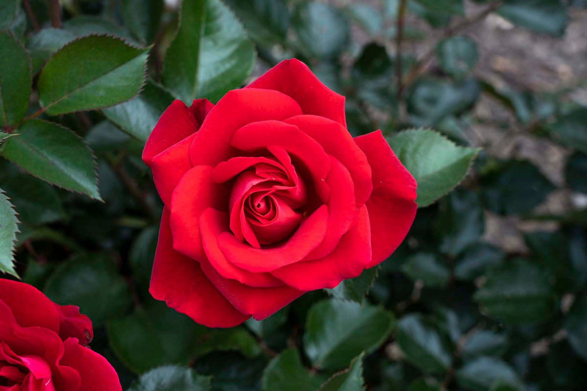 Rose - Ruby Red