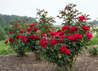 Rose - Ruby Red