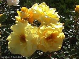 Rose Patio Tree - Floribunda - Sunflare