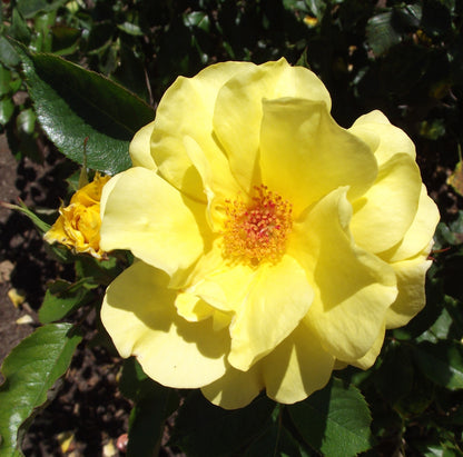 Rose Patio Tree - Floribunda - Sunflare