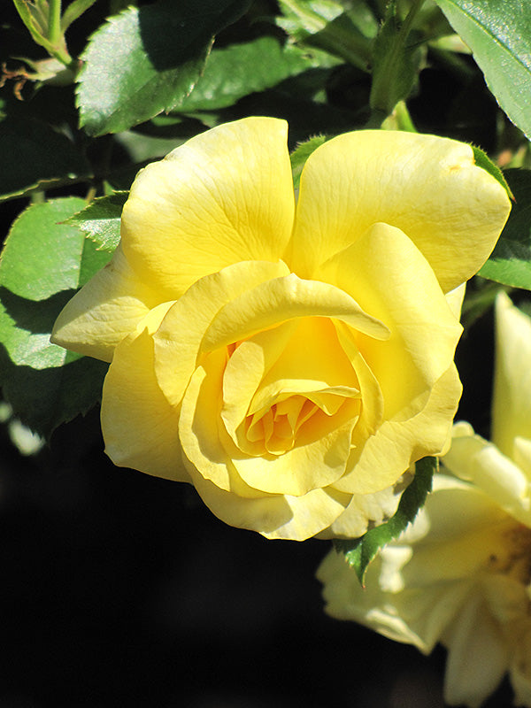 Rose Patio Tree - Floribunda - Sunflare