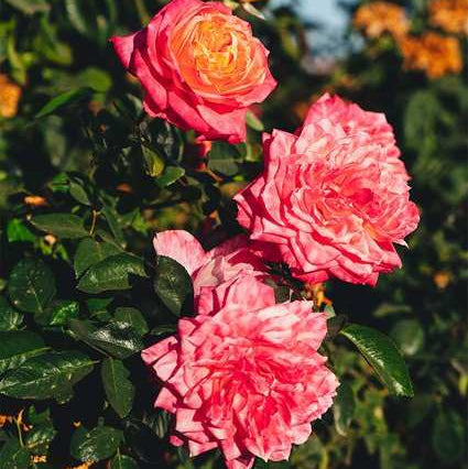 Rose - My Sweet Love