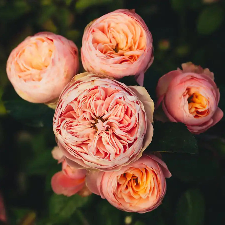 Rose - Lady Ella