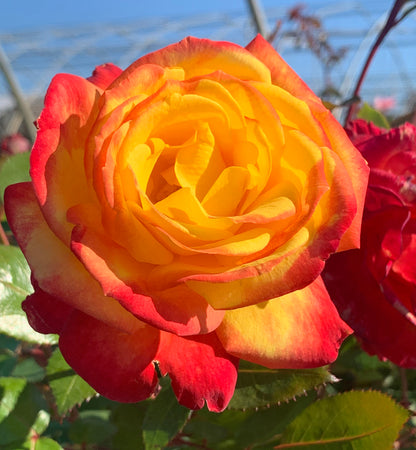 Rose - Sunbelt Garden Flame
