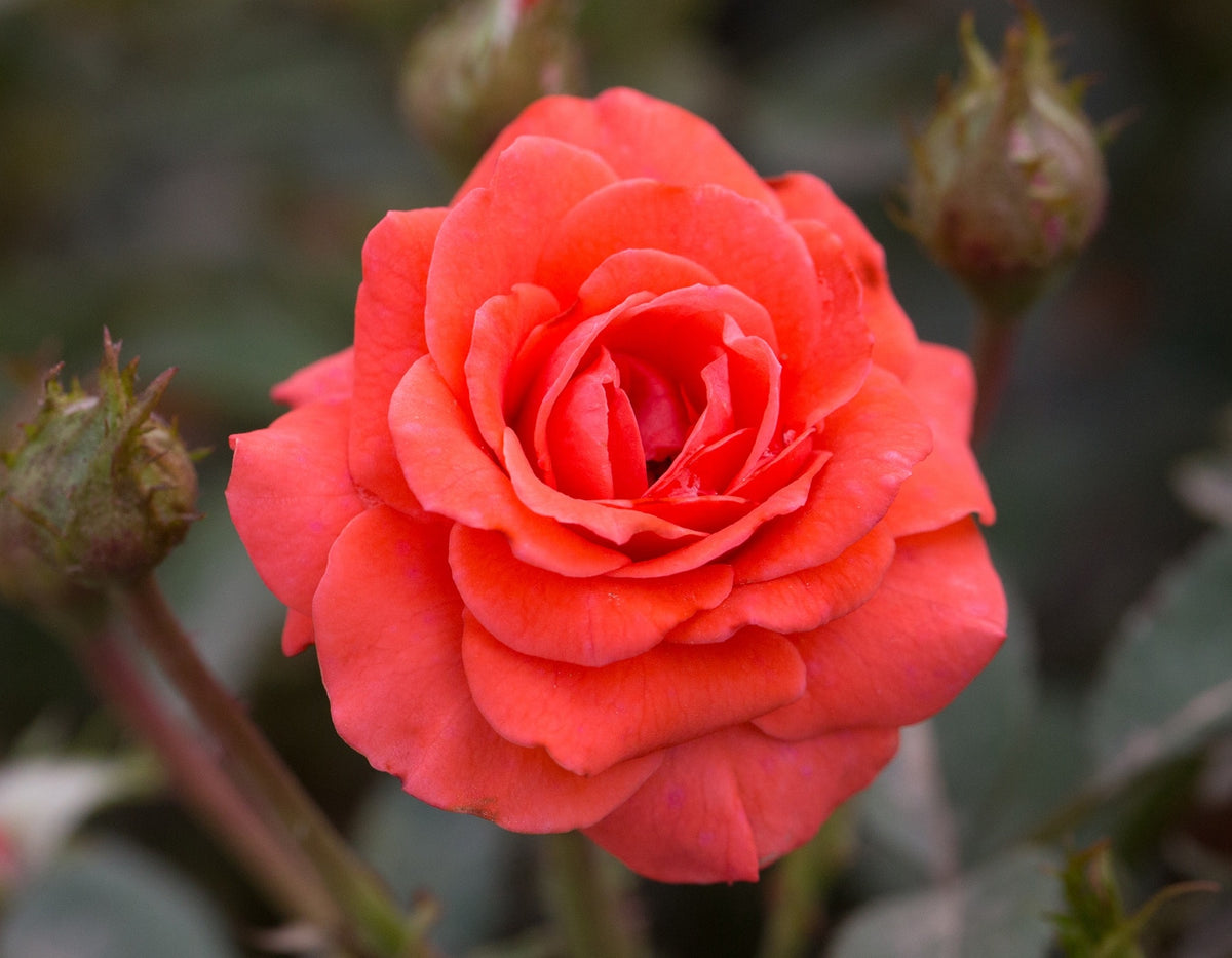 Rose - Sunblaze Salmon