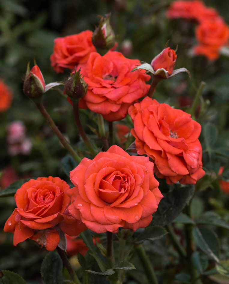 Rose - Sunblaze Salmon