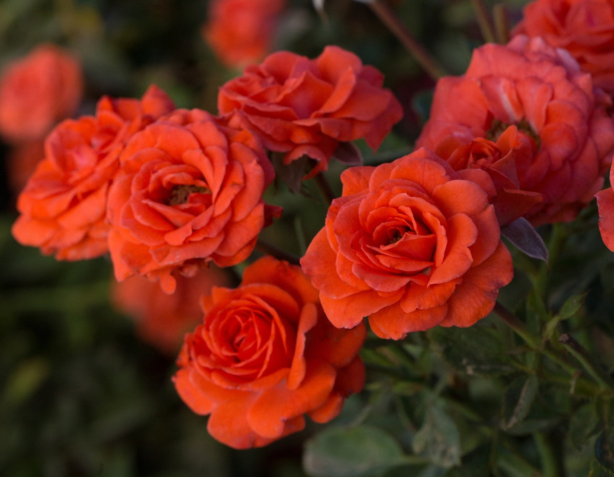 Rose - Sunblaze Salmon