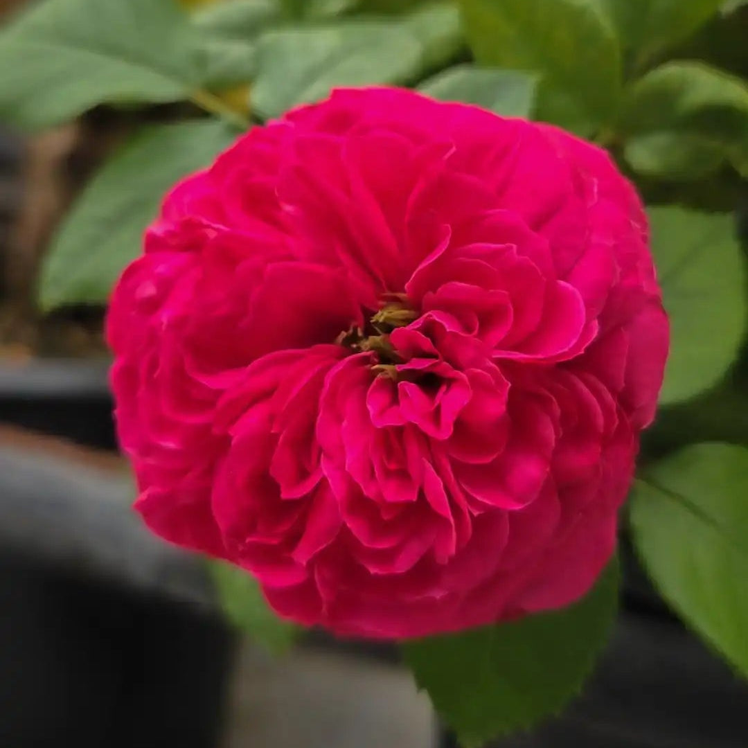 Rose - Sandringham