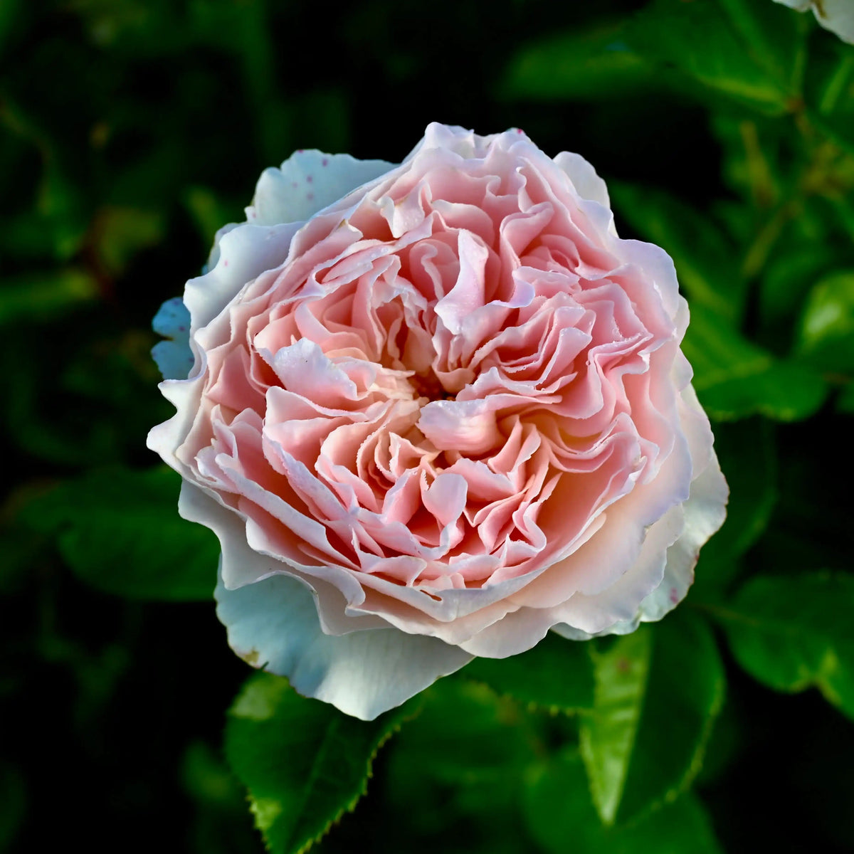 Rose - Sandstone