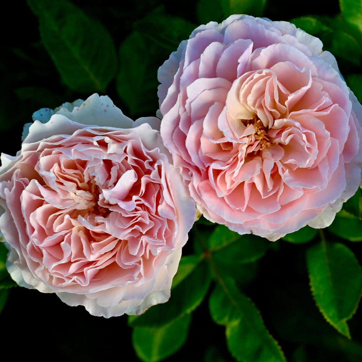 Rose - Sandstone