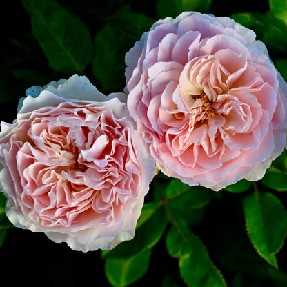 Rose - Sandstone