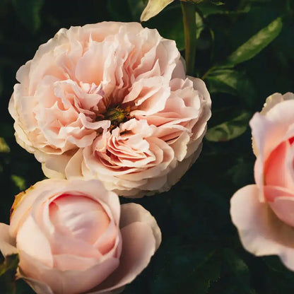 Rose - Sandstone