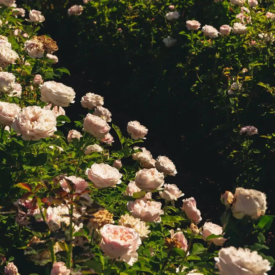 Rose - Sandstone