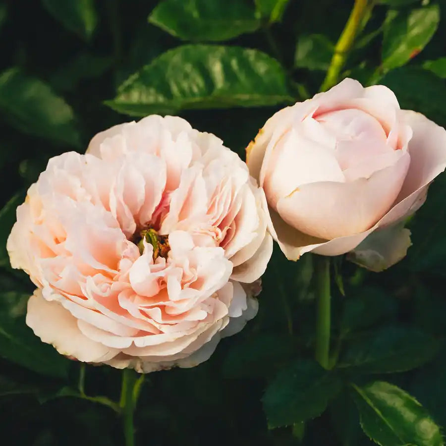 Rose - Sandstone