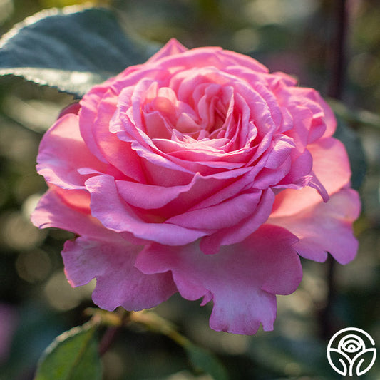 Rose - Sunbelt Savannah