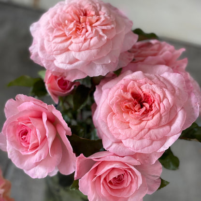 Rose - Sunbelt Savannah