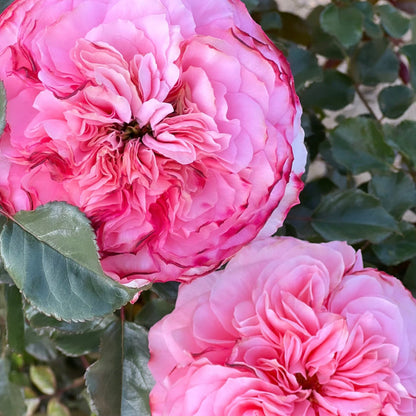 Rose - Sunbelt Savannah