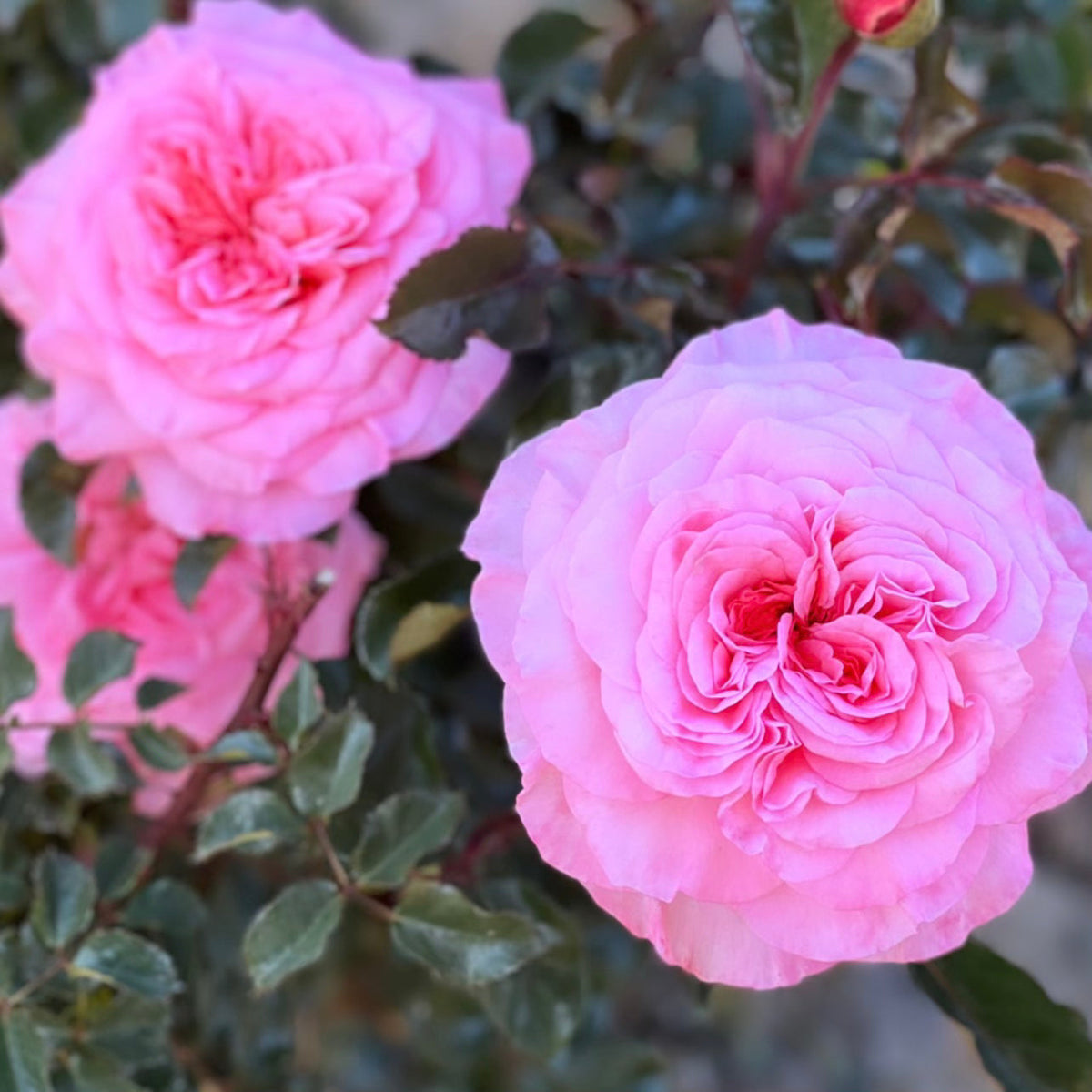 Rose - Sunbelt Savannah