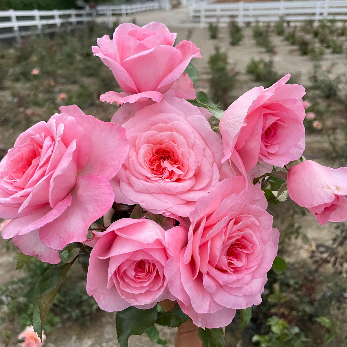 Rose - Sunbelt Savannah