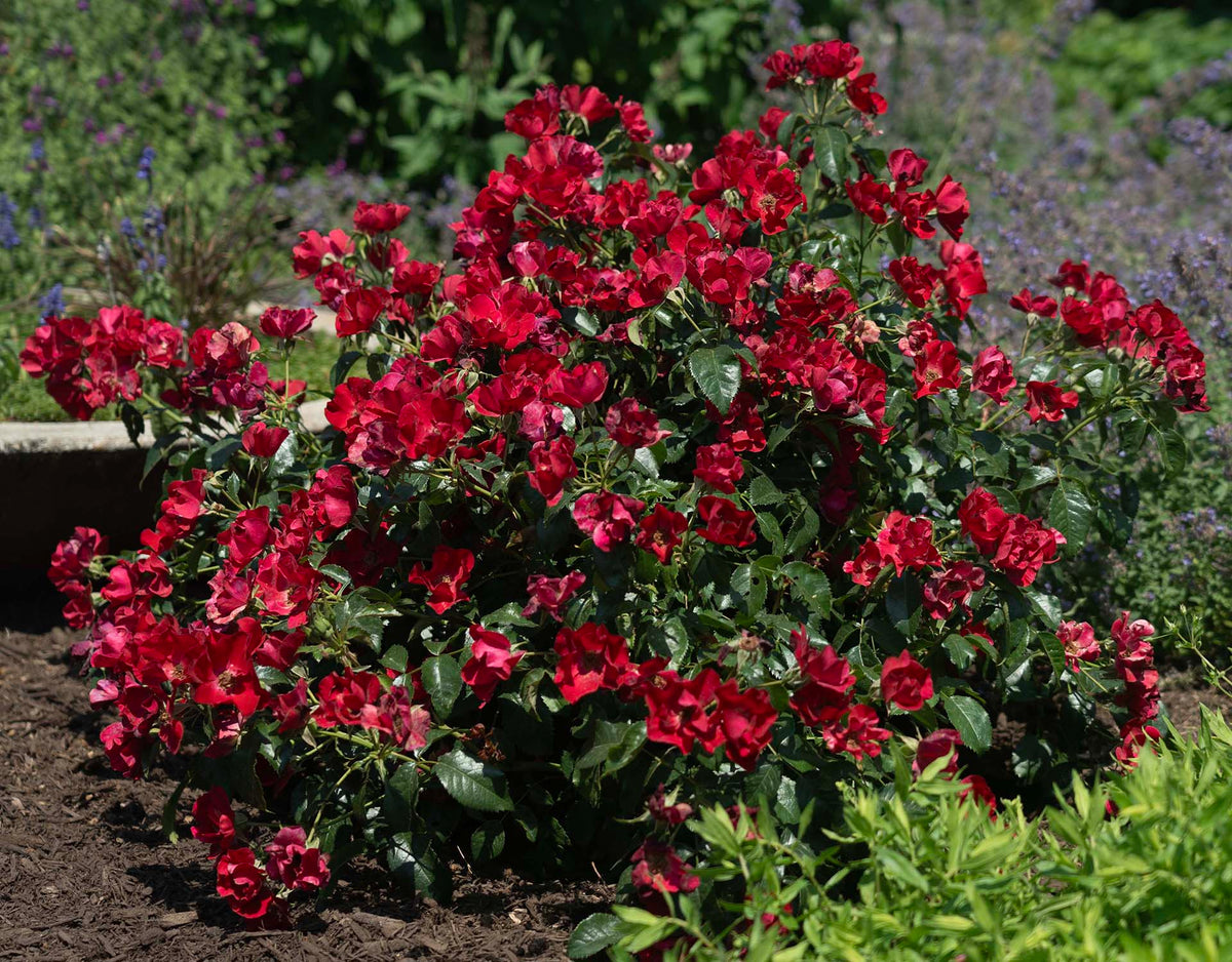 Rose - ScarletDrift