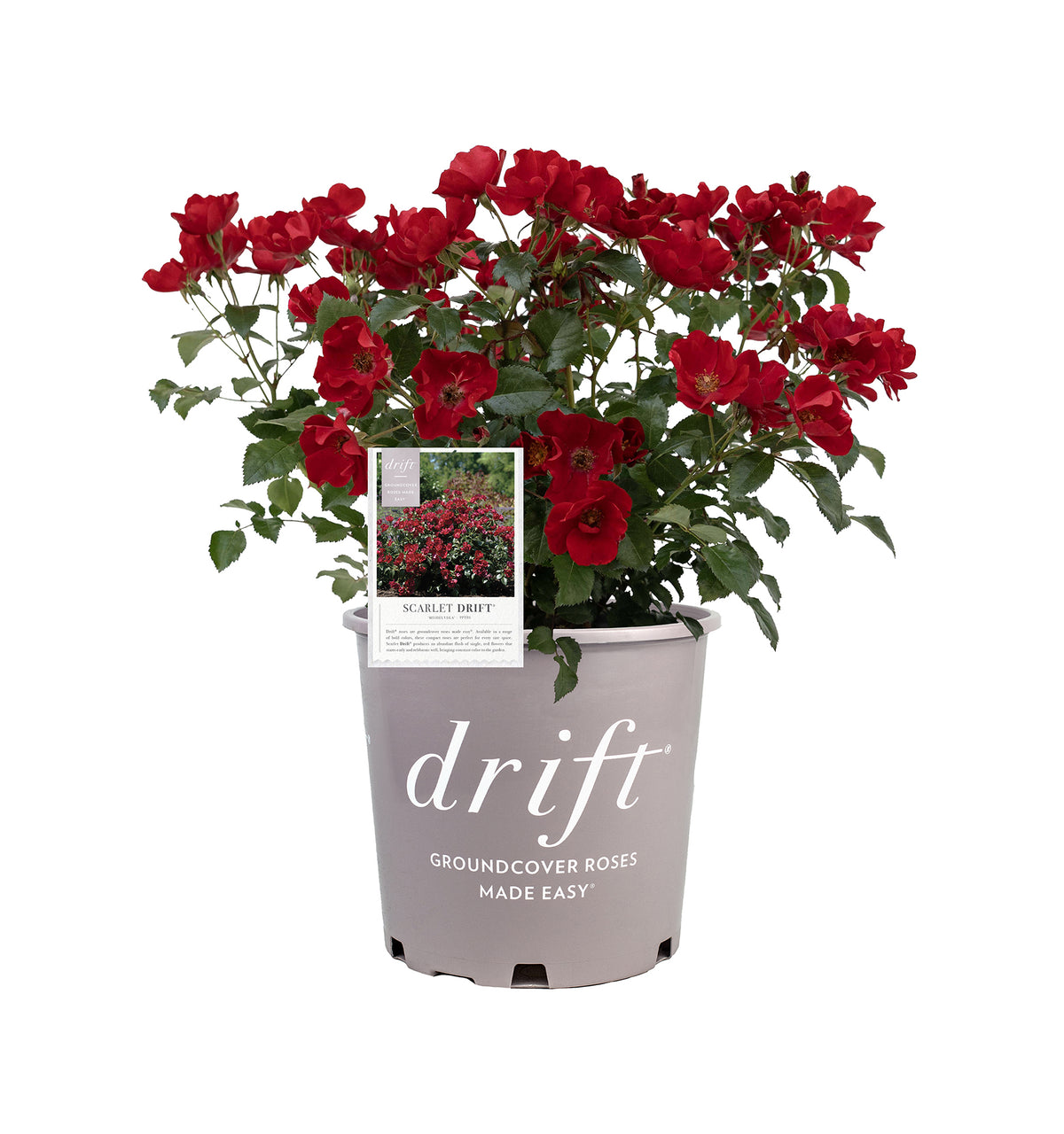 Rose - ScarletDrift