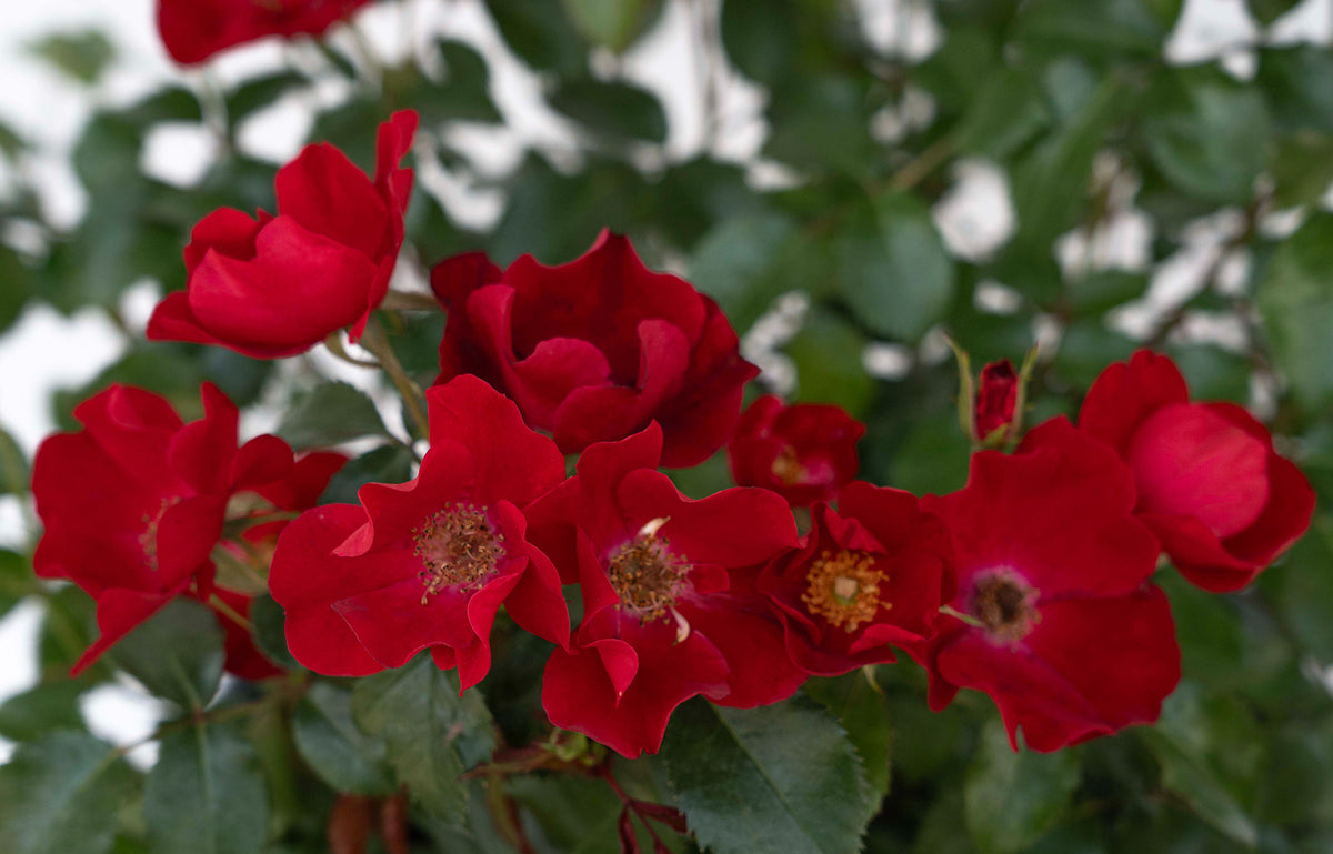 Rose - ScarletDrift