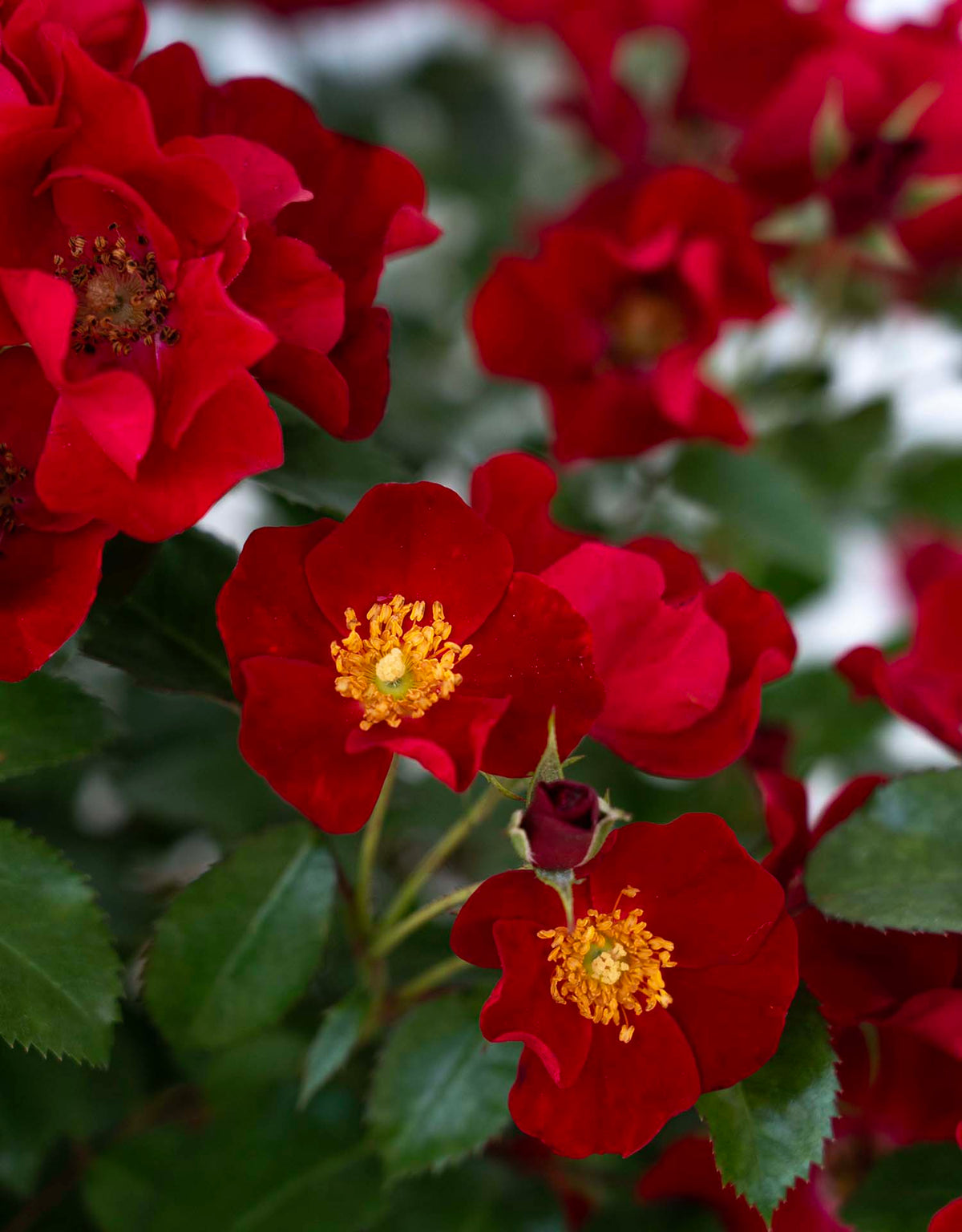 Rose - ScarletDrift