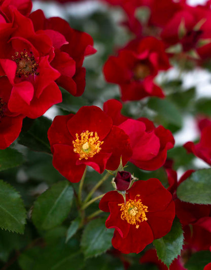 Rose - ScarletDrift