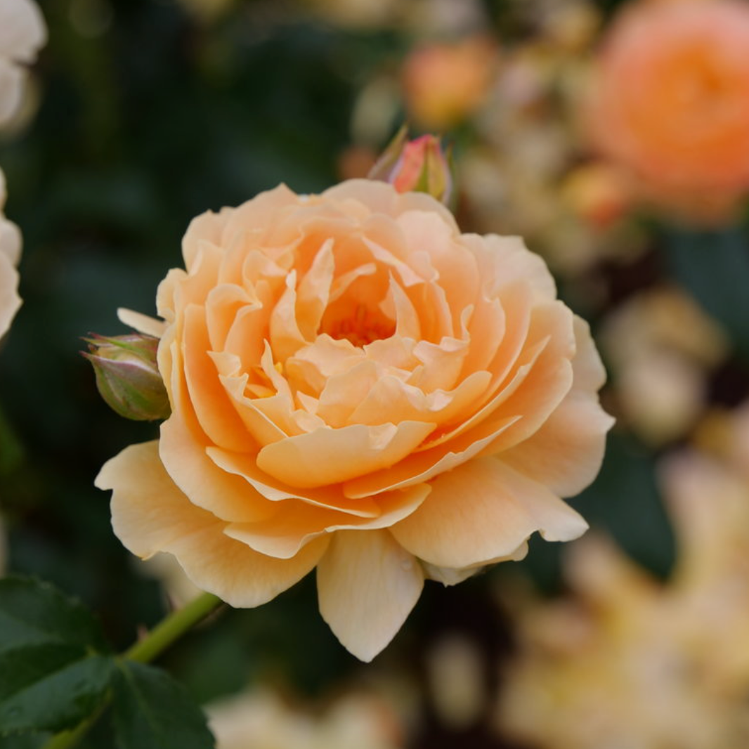 Rose - Proven Winners At Last