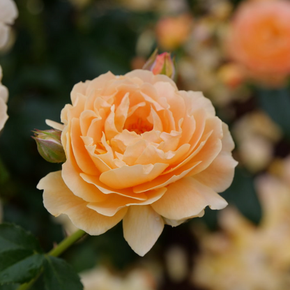 Rose - Proven Winners At Last