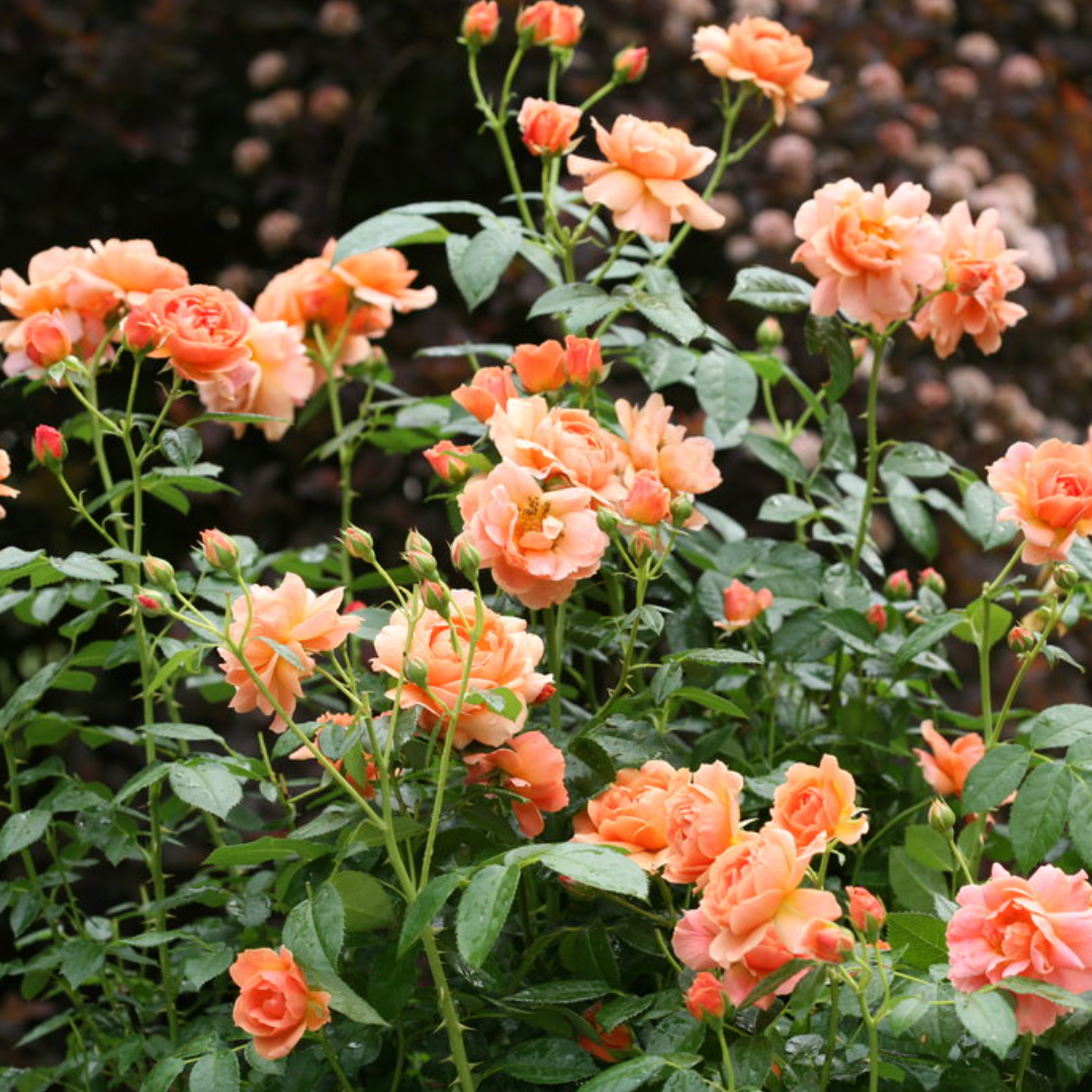 Rose - Proven Winners At Last