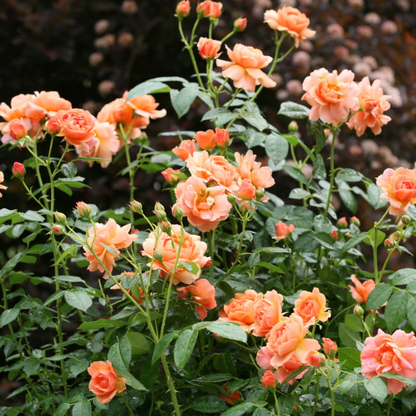 Rose - Proven Winners At Last