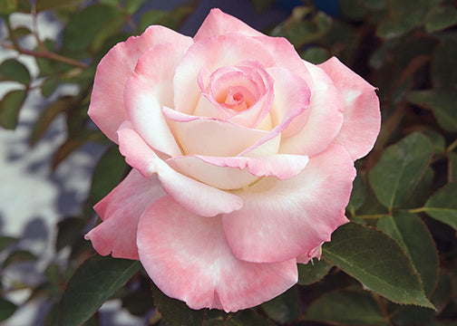 Rose - Secret