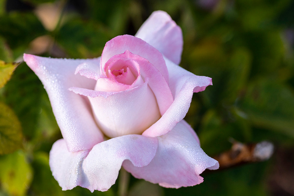 Rose - Secret