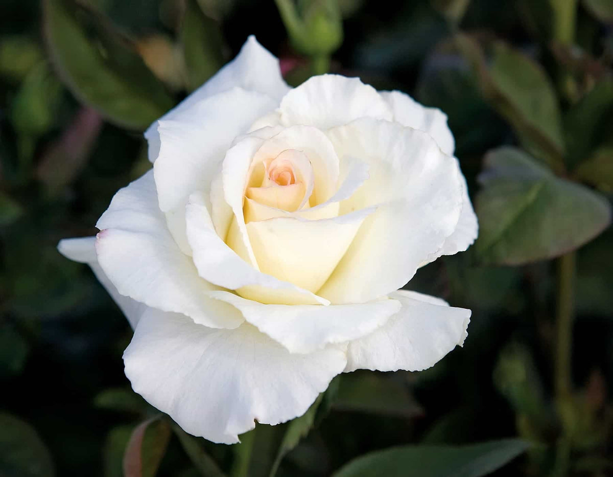 Rose - Secret's Out!