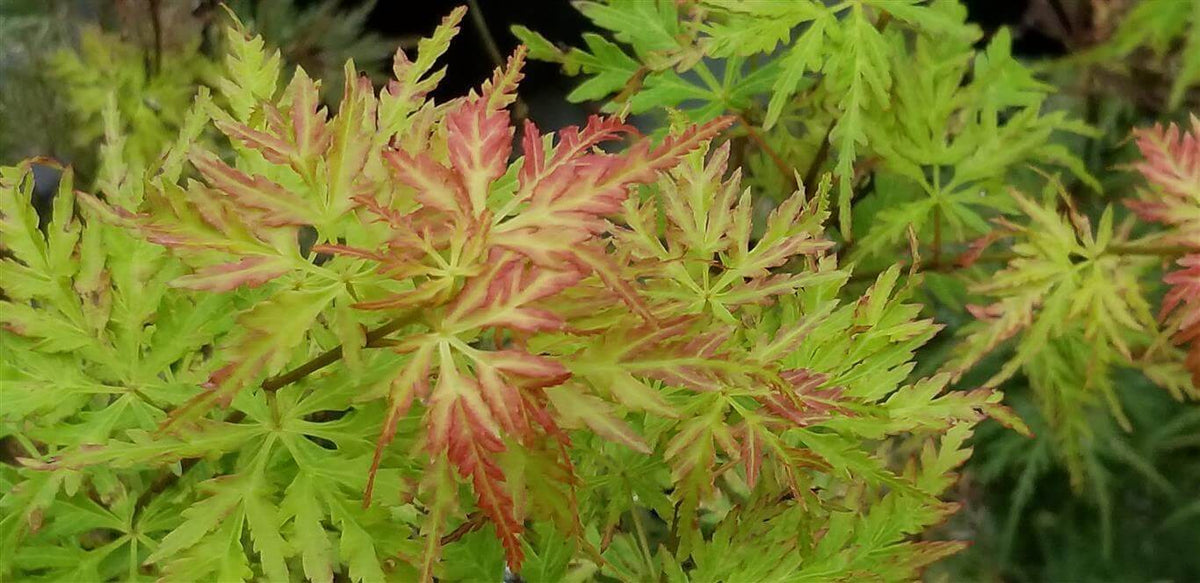 Japanese Maple - ‘Seiryu’