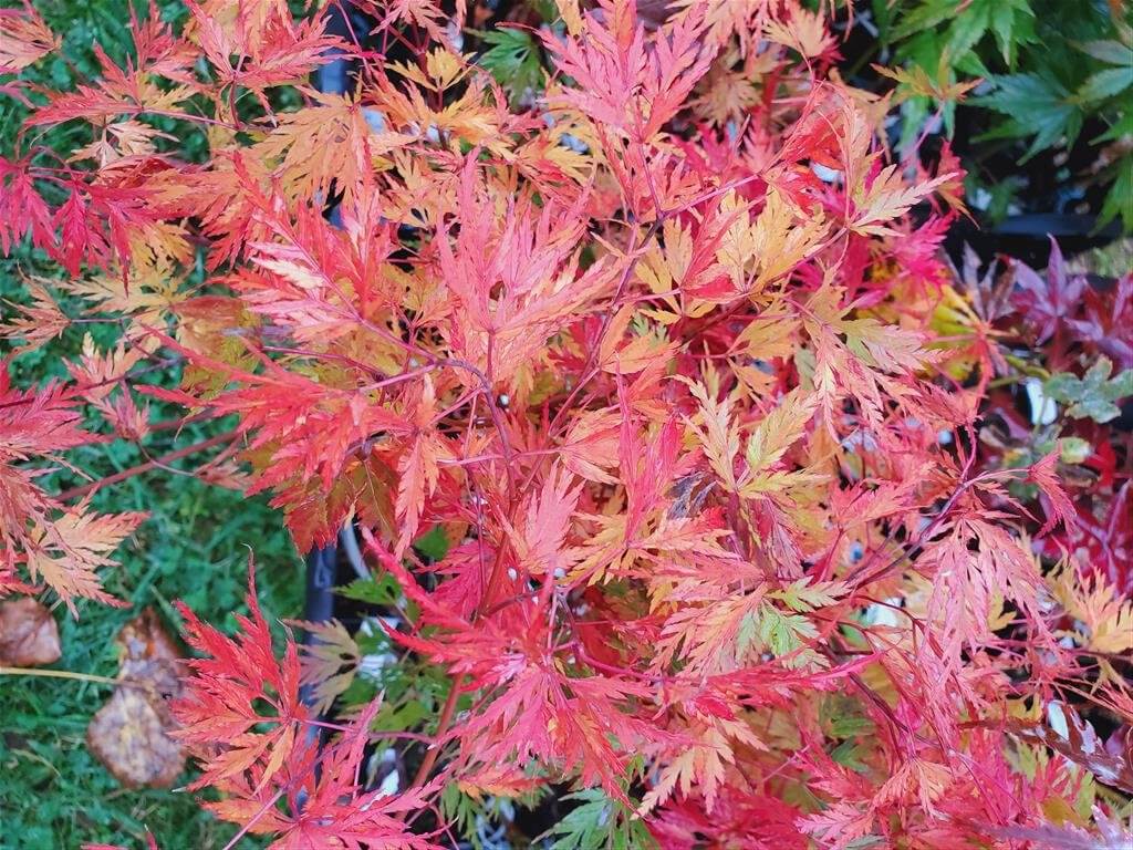 Japanese Maple - ‘Seiryu’