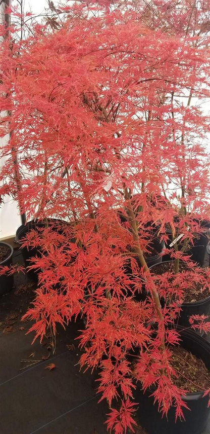 Japanese Maple - ‘Seiryu’