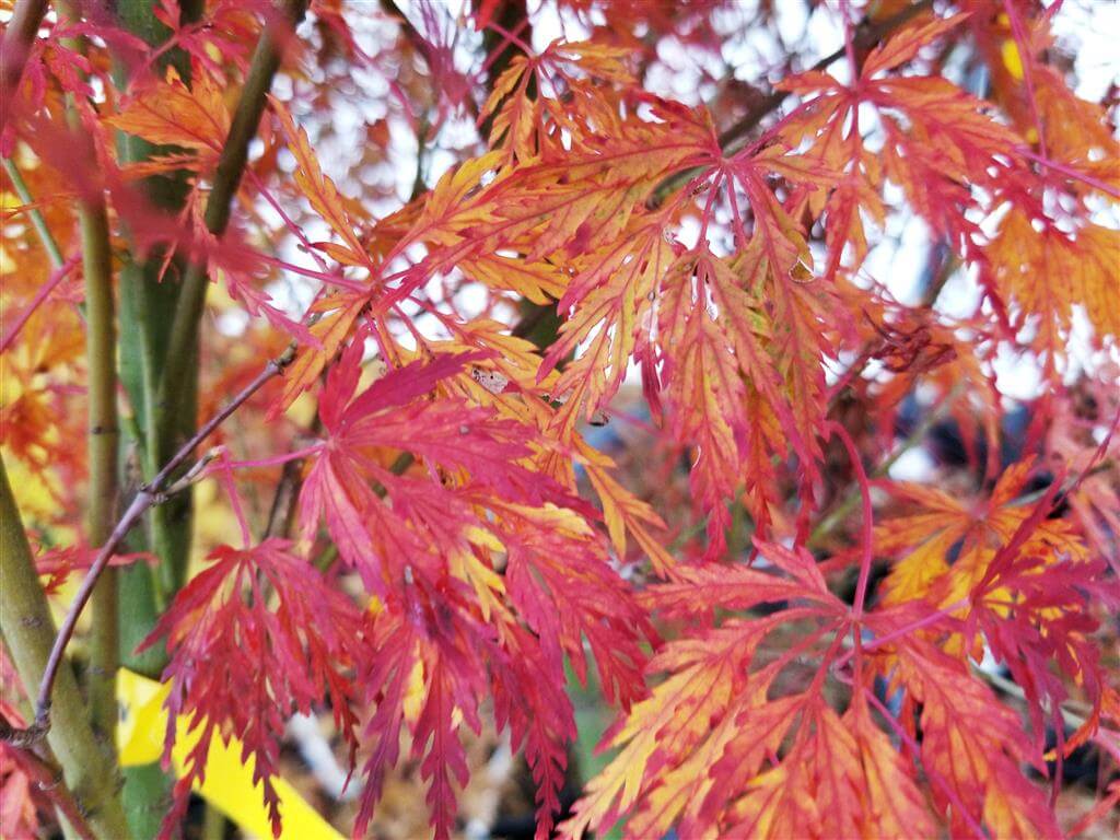 Japanese Maple - ‘Seiryu’