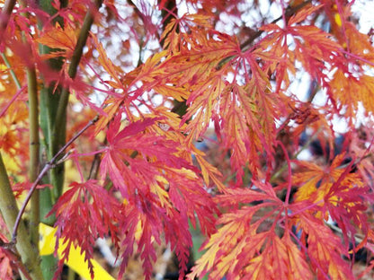 Japanese Maple - ‘Seiryu’