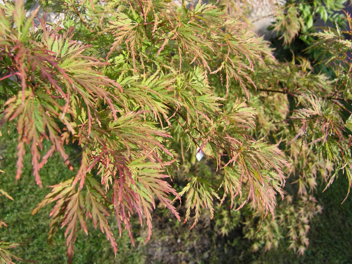 Japanese Maple - ‘Seiryu’