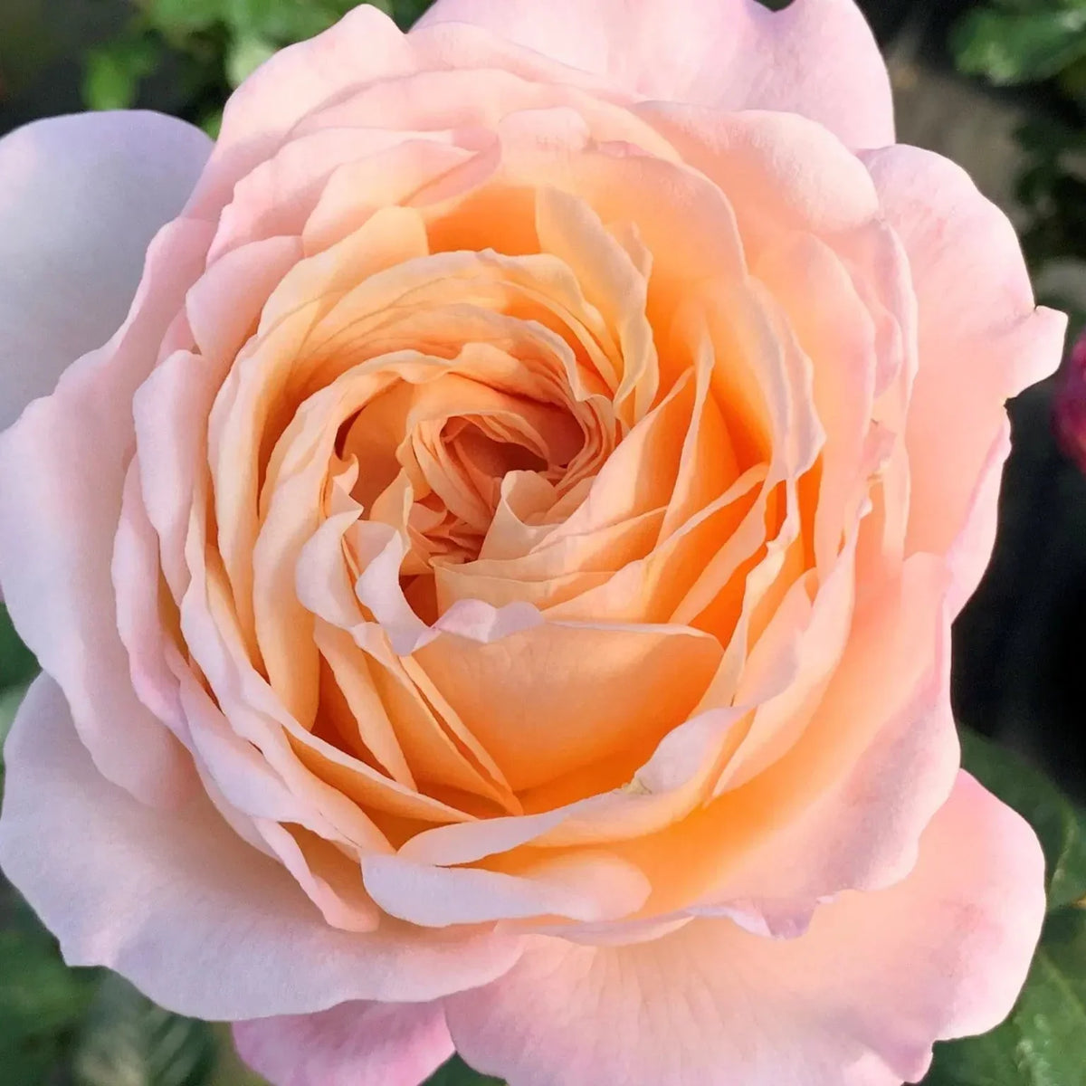 Rose - Parfuma Sunrise (a.k.a. Sespe Sunrise)