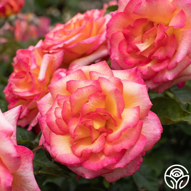 Rose - Sheila's Perfume