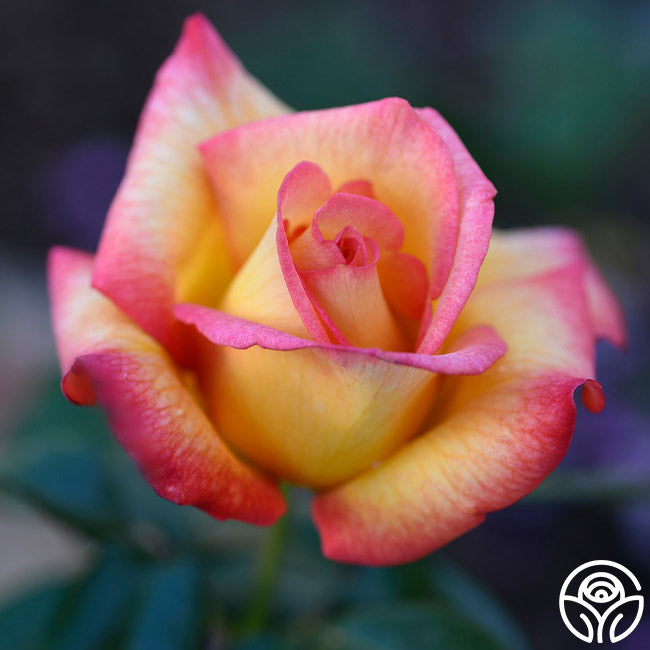 Rose - Sheila's Perfume