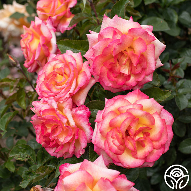 Rose - Sheila's Perfume