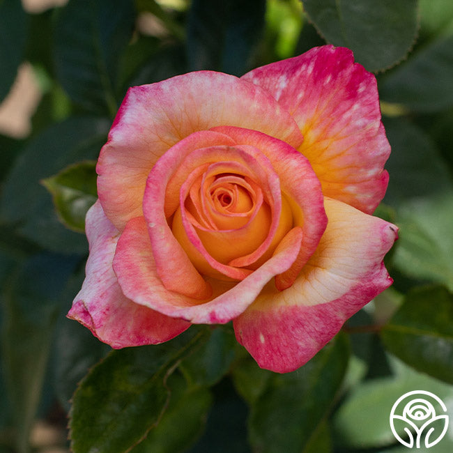 Rose - Sheila's Perfume
