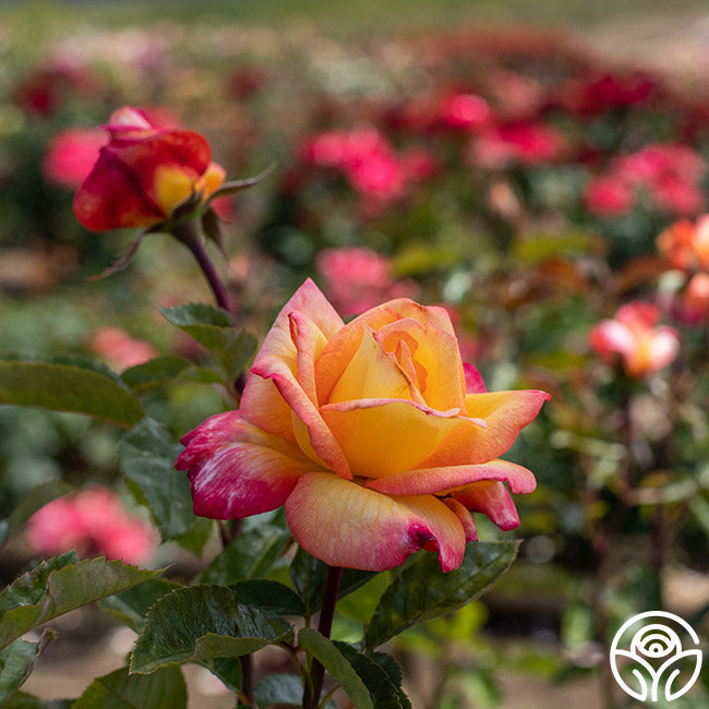 Rose - Sheila's Perfume